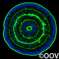 HomeGrid-movincell06-190x190copyr