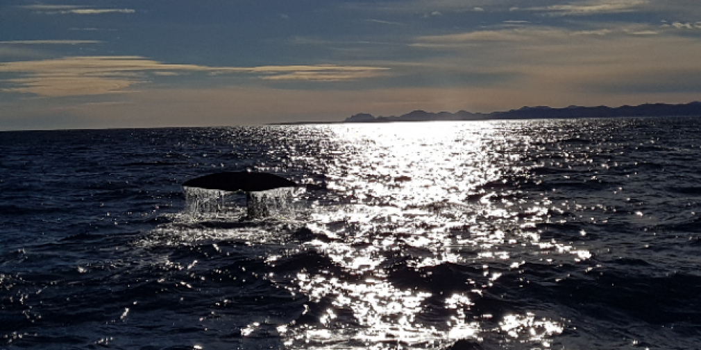 Préserver les Océans dans le monde de demain : Monaco Ocean Week.