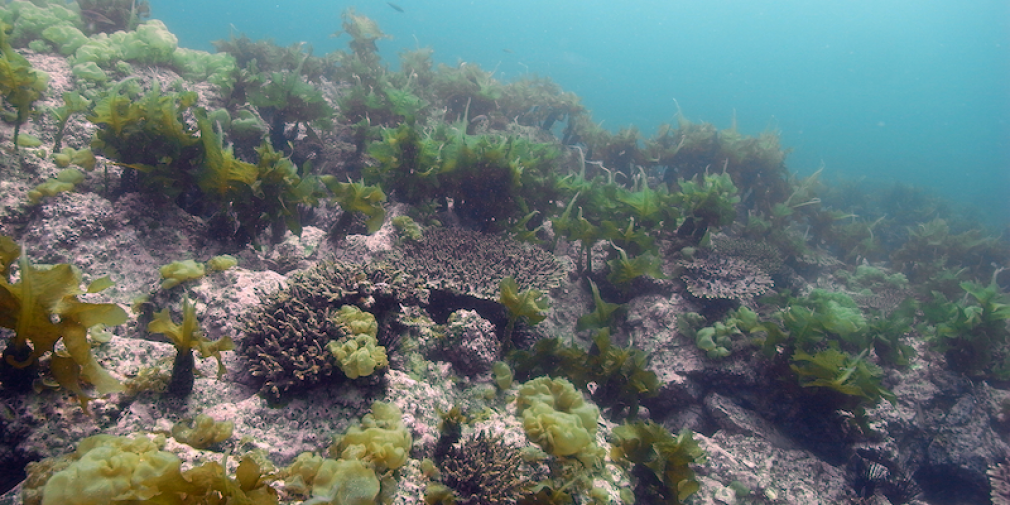 Les récifs coralliens ont commencé à migrer loin de l’équateur
