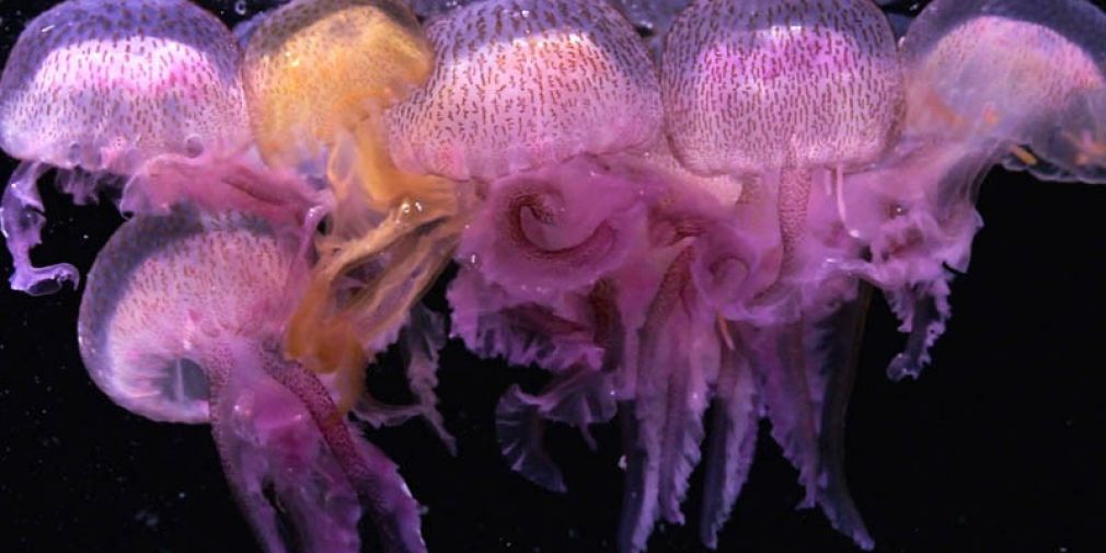 La Pelagia noctiluca, une « méduse itinérante » du littoral azuréen qui contribue à l’équilibre de l’écosystème marin.