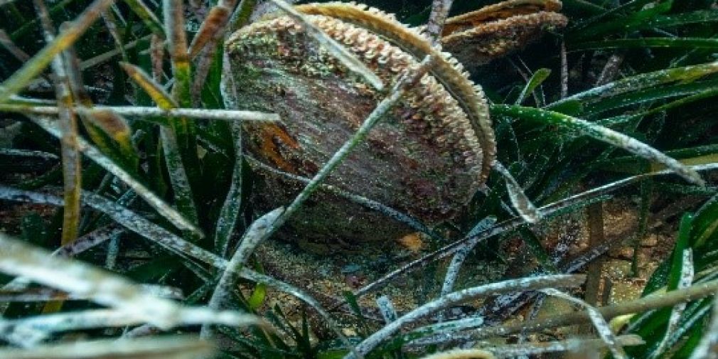 L’IMEV collabore avec RAMOGE à l’inventaire de la grande nacre dans la darse de Villefranche-sur-Mer.