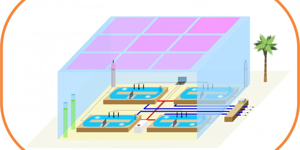 "Les fermiers de la mer" : aquaculture et microalgues