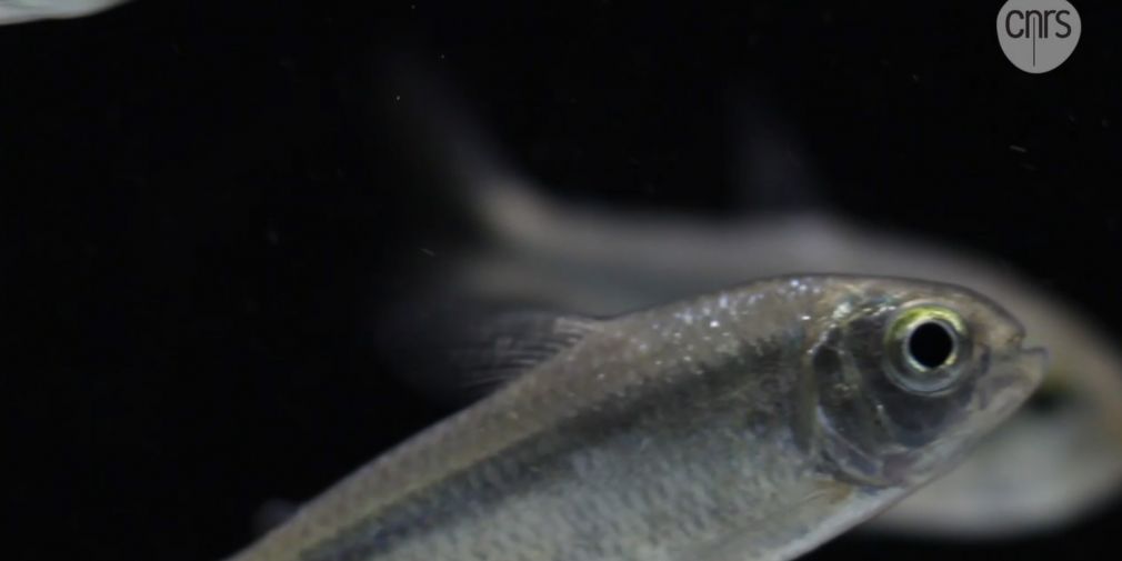 Seminar : "Evolution of the olfactory system in blind cavefish"