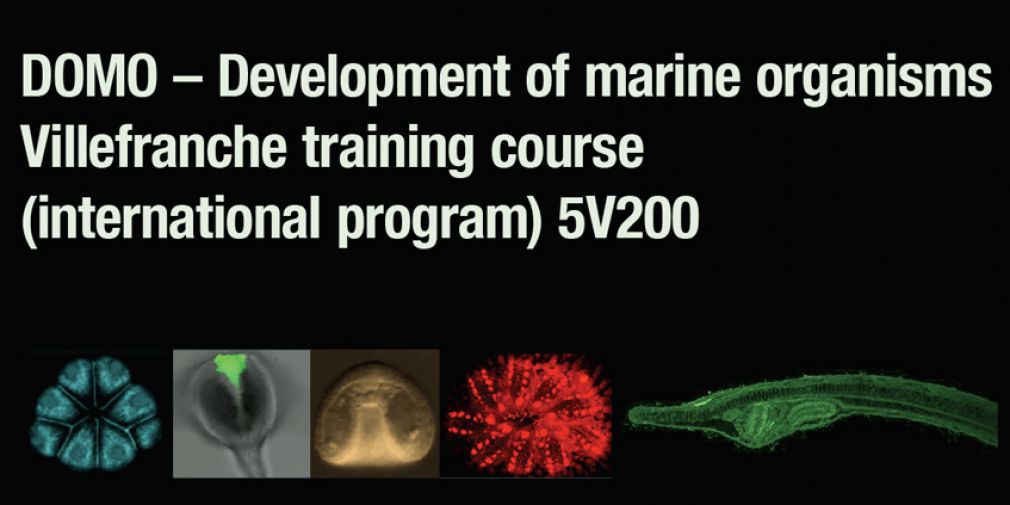 DOMO – Development of marine organisms Villefranche training course  (international program) 5V200