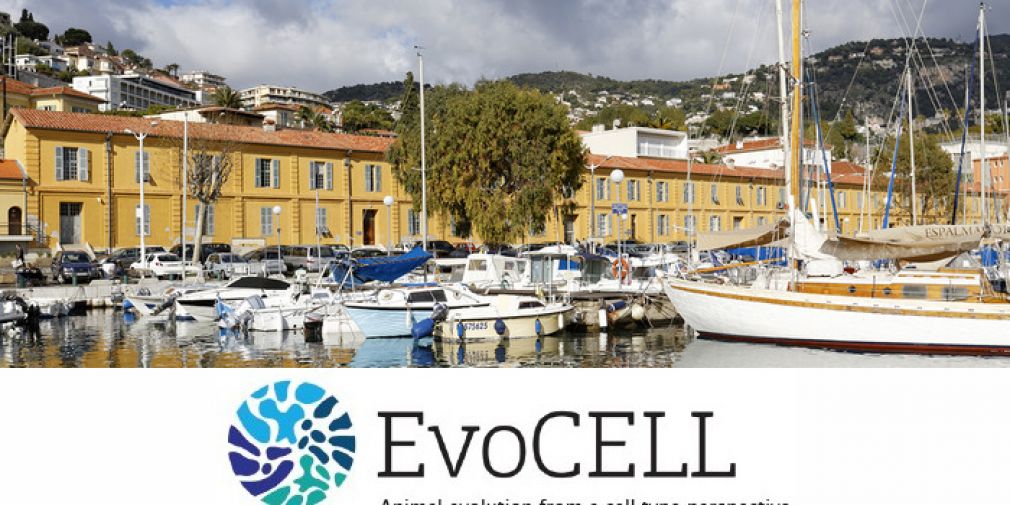 The "EvoCELL" training network