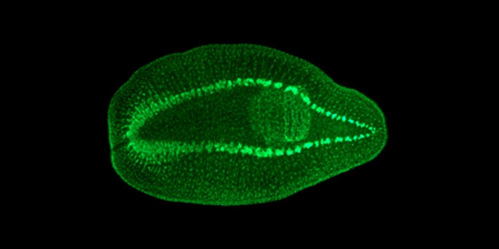 Planarians as a model to study stem cell-based regeneration: the case of the gut lineage