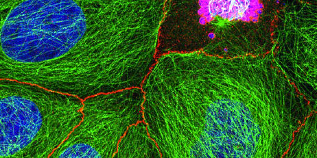 "To block or not to block: mitotic control during early invertebrate development"